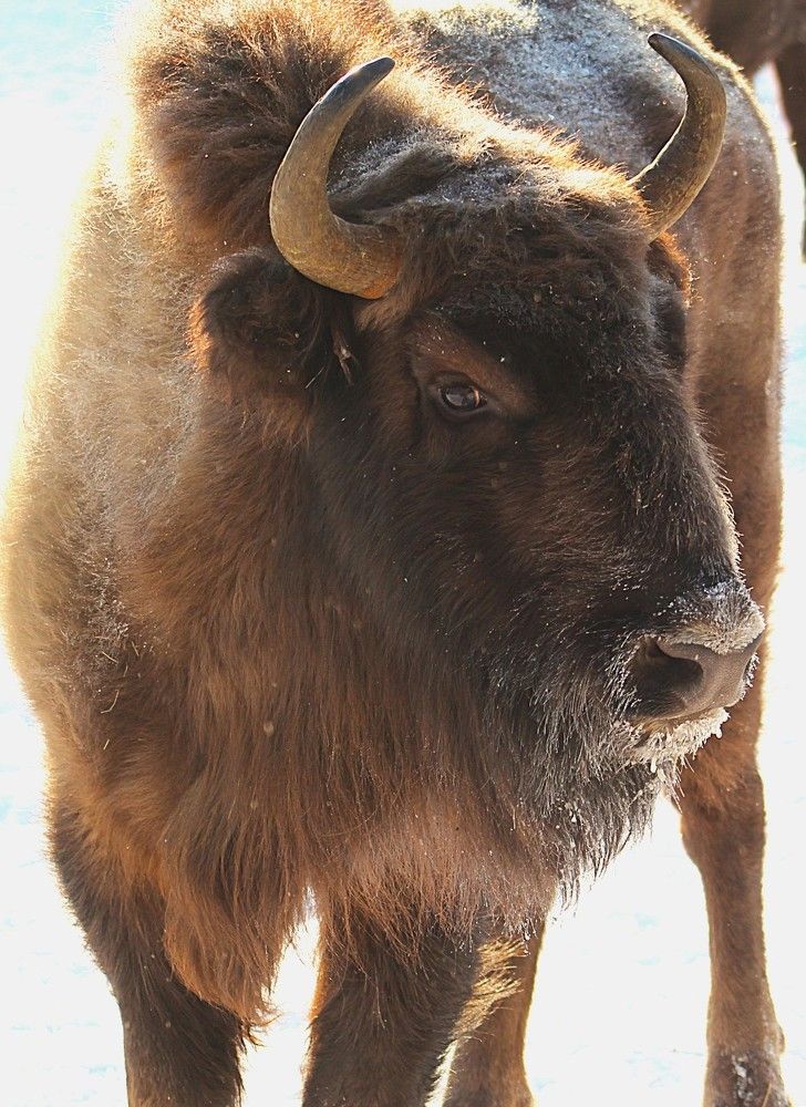 Зубр Европейский