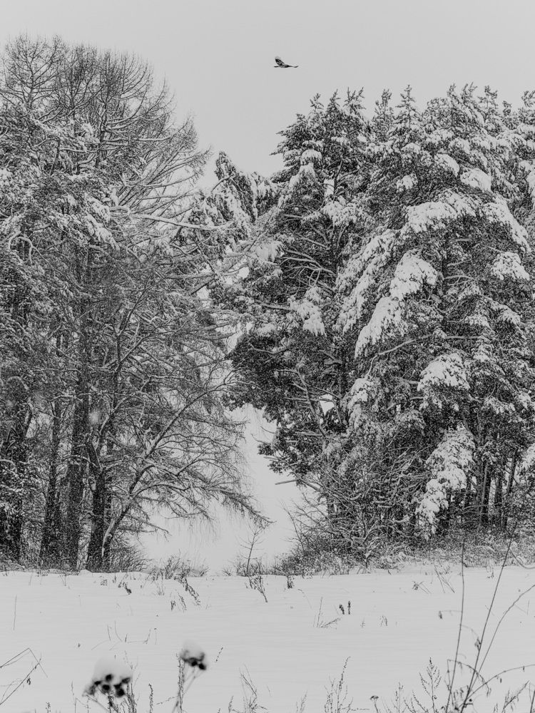 Фотография автора Наталья Попова