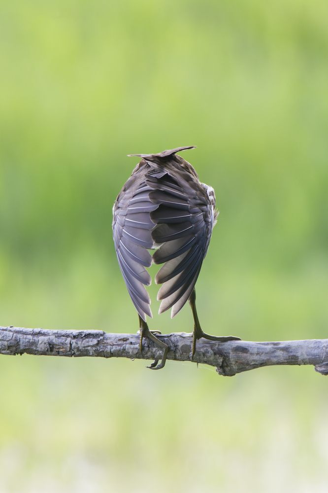 Photograph by Camilla Zocchi