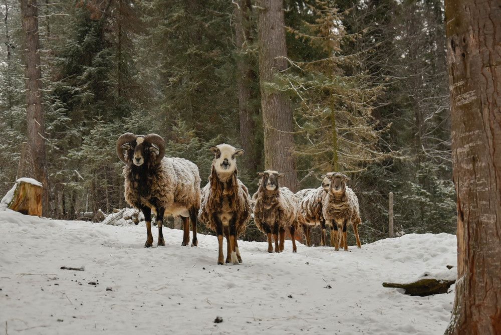 Photograph by Наталья Сорокина