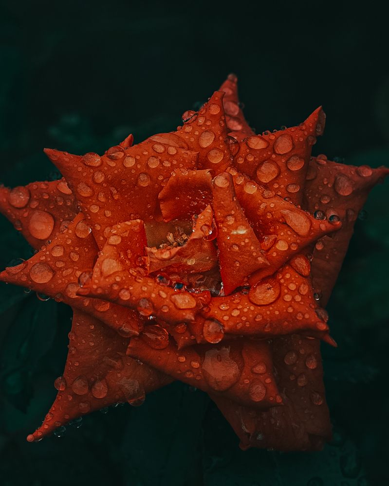 Photograph by Alexandra Sergeeva