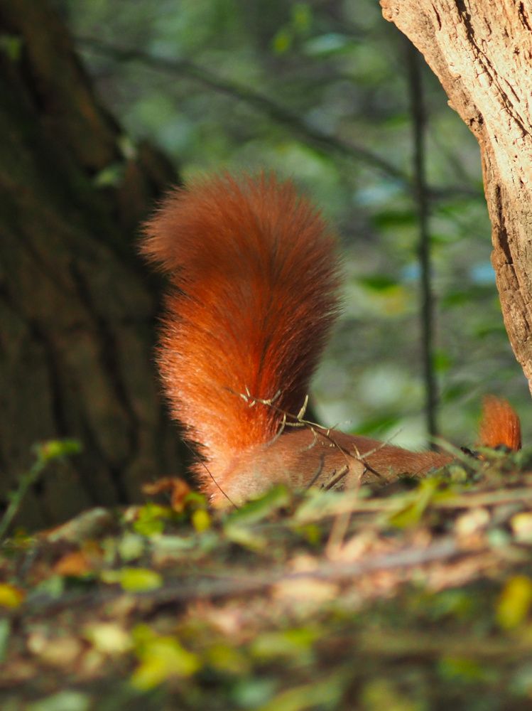 Photograph by Ирина Протченко