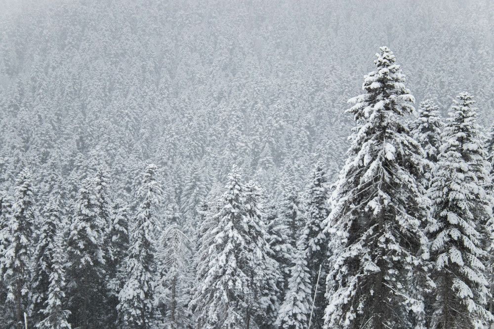 Photograph by Полина Голованова