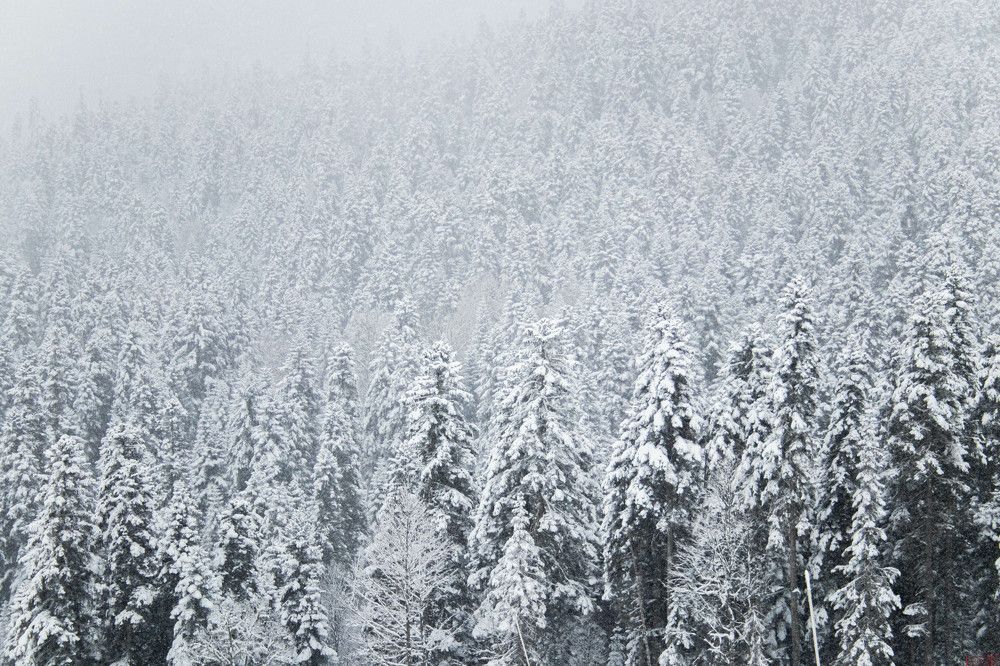 Photograph by Полина Голованова