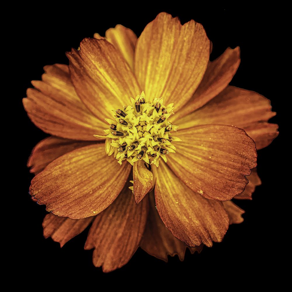 Фотография автора Ray Asiala