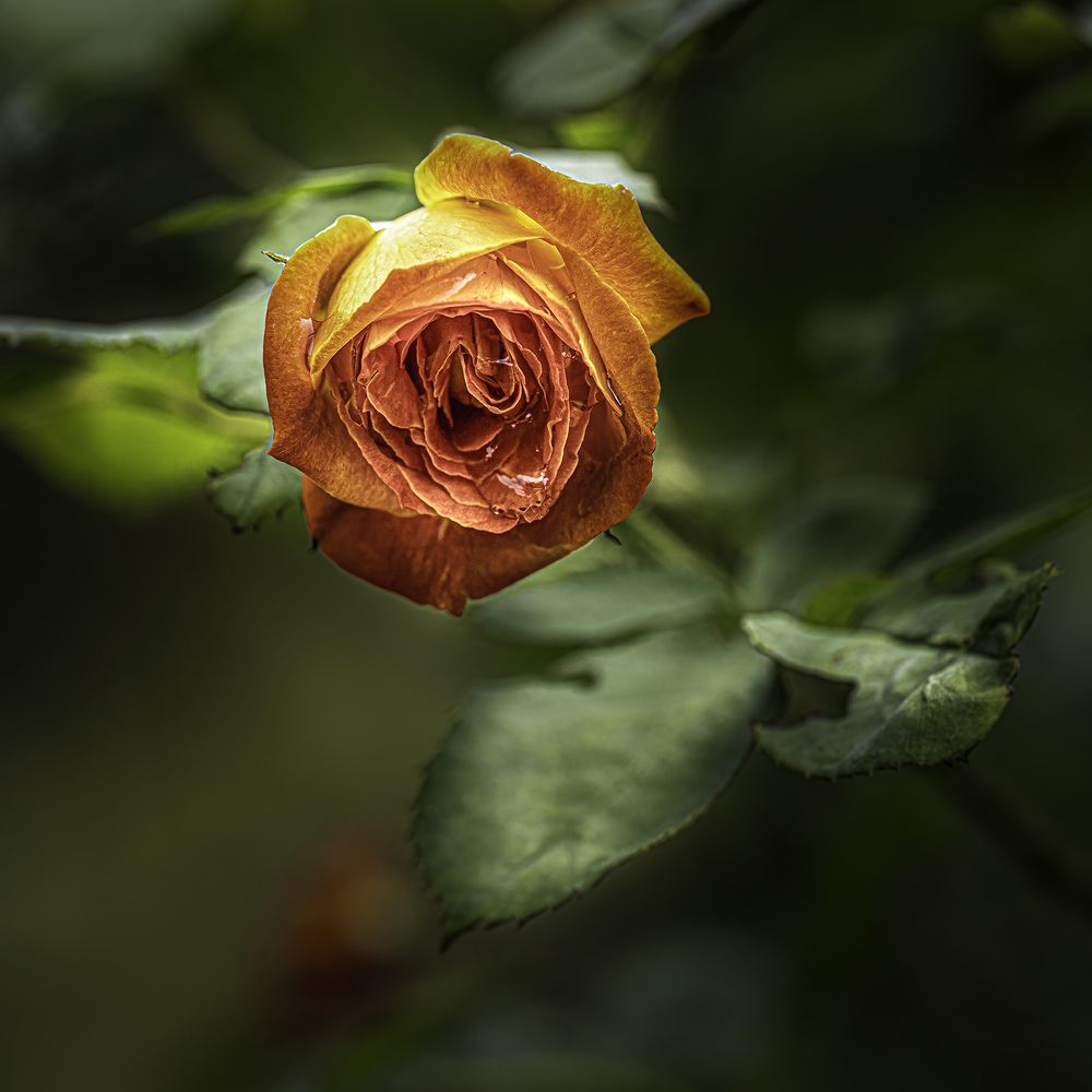 Фотография автора Ray Asiala