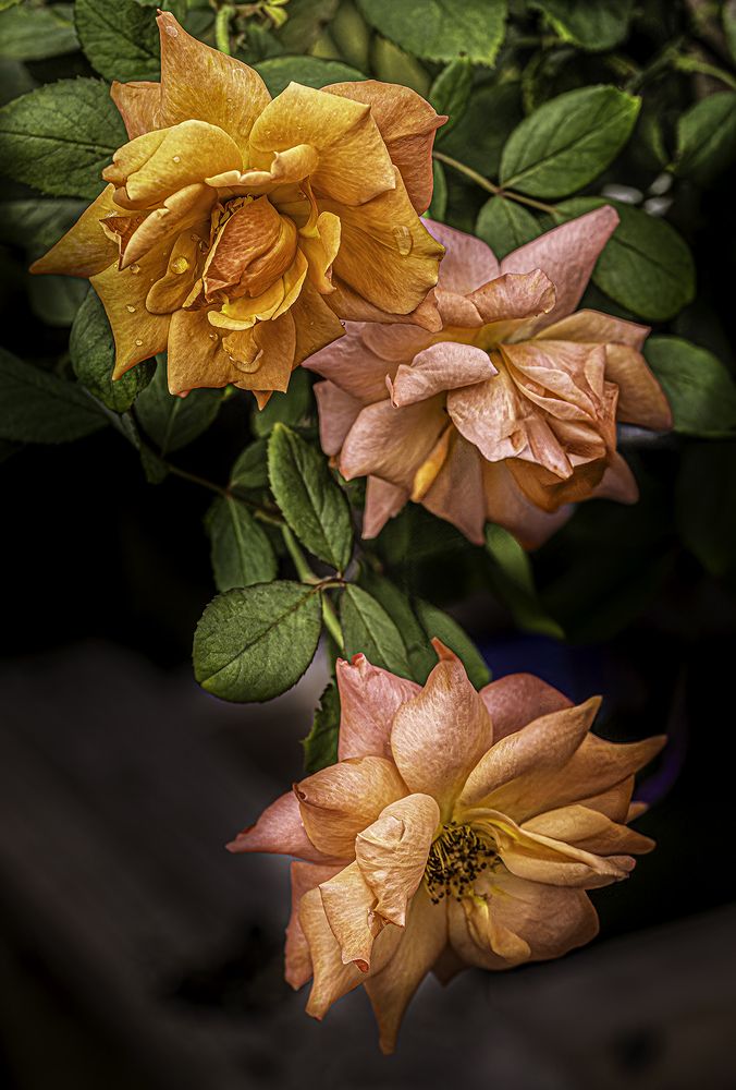 Фотография автора Ray Asiala