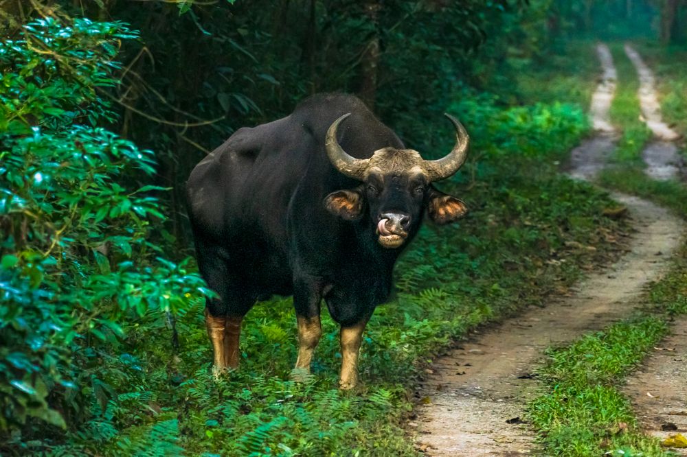 Photograph by TIMIR SARKAR