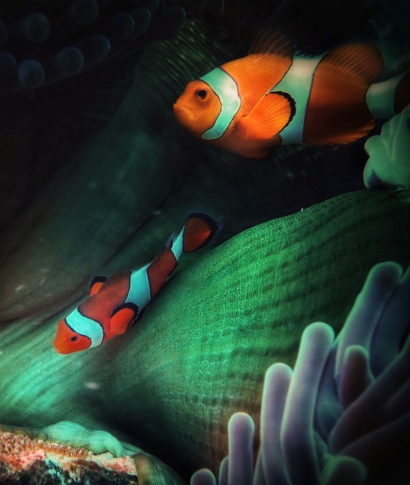 Photograph by Кирилл Леднев