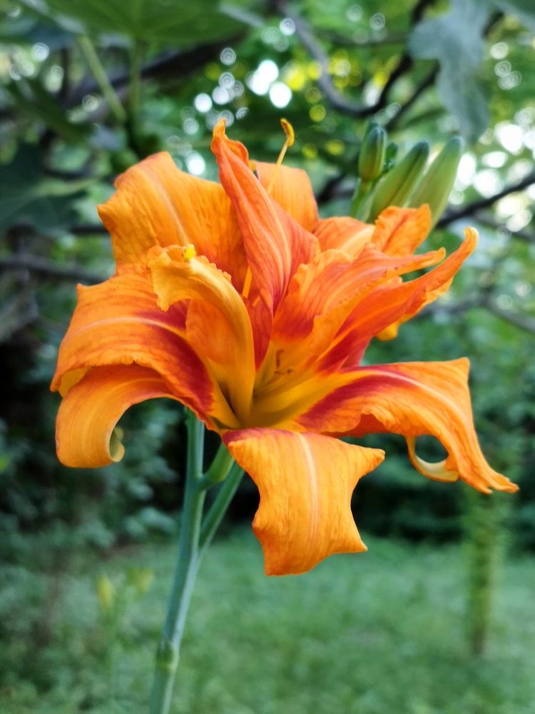 Фотография автора JELENA VASIC