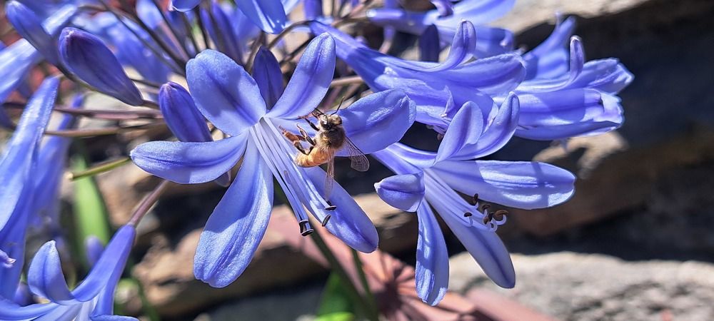 Фотография автора gustavo pecelis