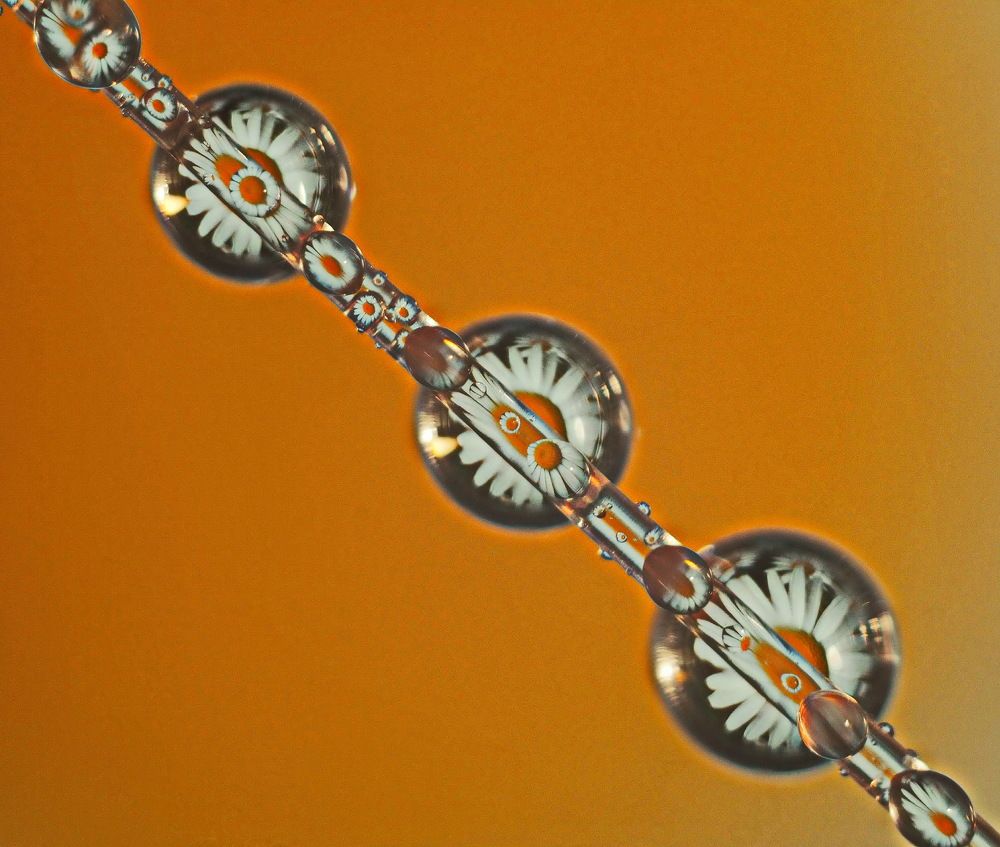 Ромашки в каплях