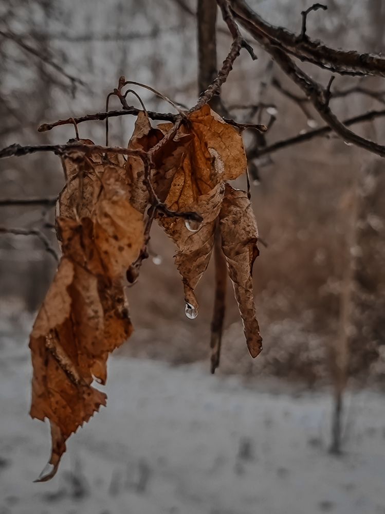 Фотография автора Светлана Алексеева