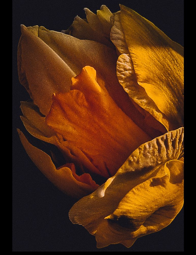 Фотография автора Светлана Алексеева