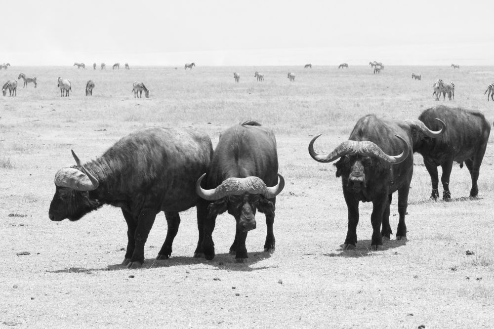 Photograph by Вячеслав Залитко