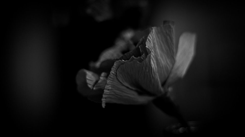 Photograph by Claudia Patricia Matos Soares