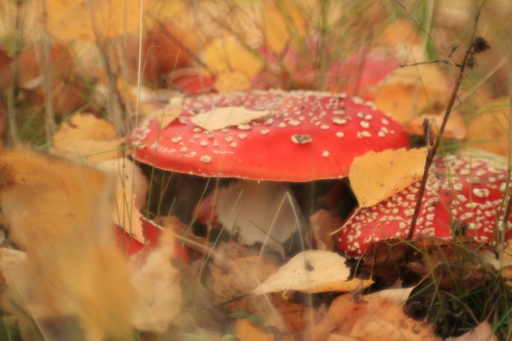 Photograph by Ольга Одаренко