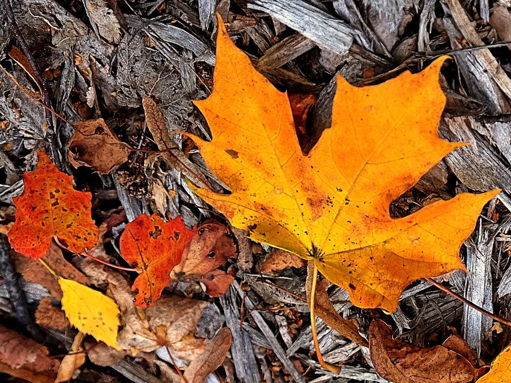 Кленовый лист