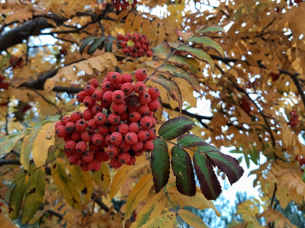 Гроздь рябины