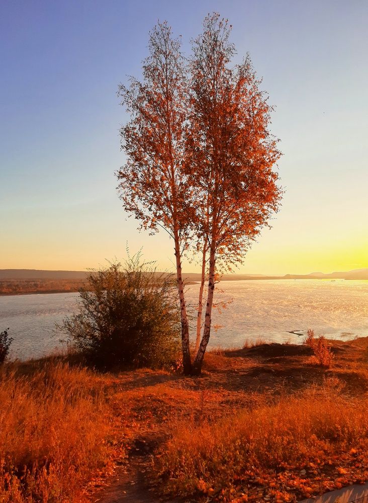 Березки на рассвете