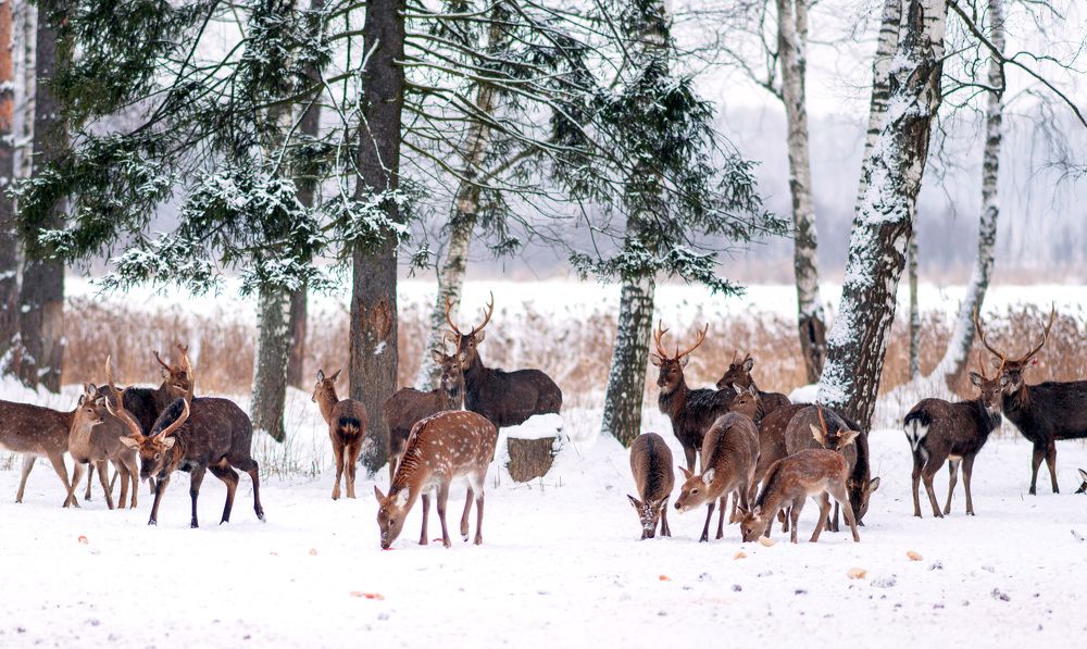 Photograph by Мощенко Сергей