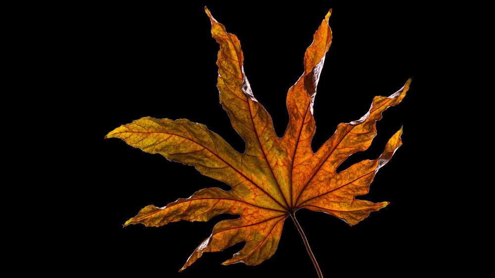 Photograph by Вячеслав Залитко