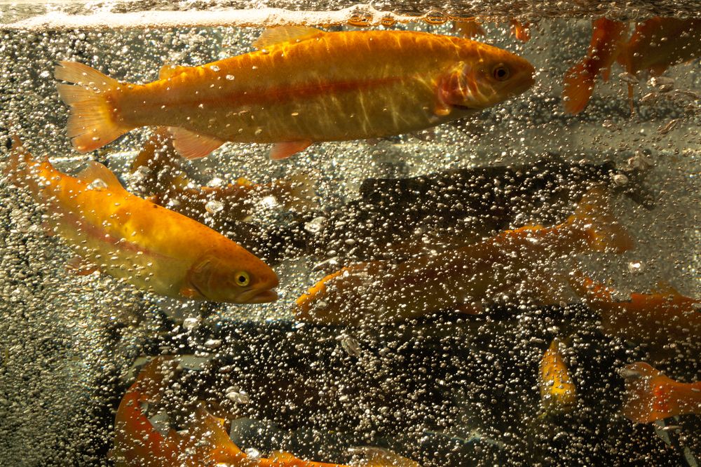 Photograph by Ольга Салтыкова