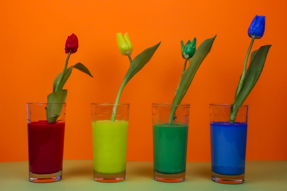 Photograph by Grădinaru Catalin