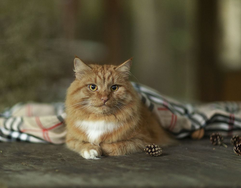 Вечер на даче