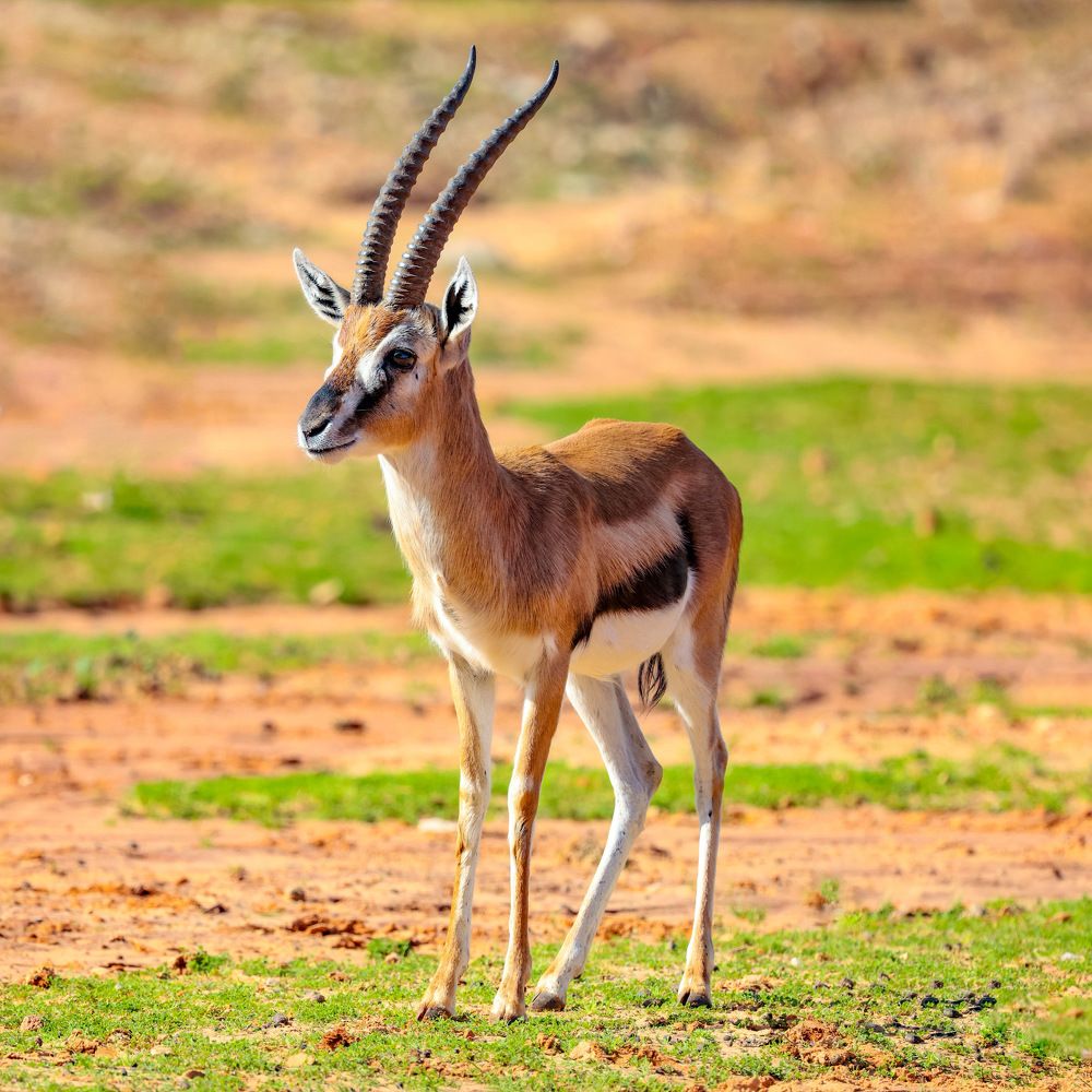 Фотография автора David Manusevich