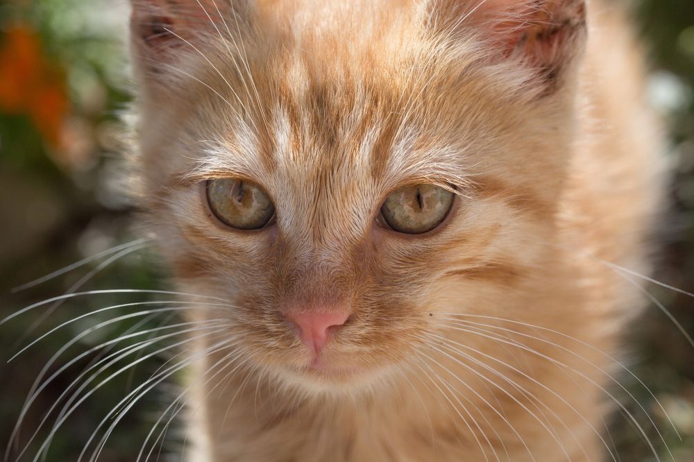 Photograph by Наталья Снеговая