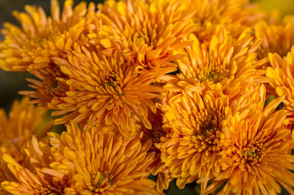 Photograph by Наталья Снеговая