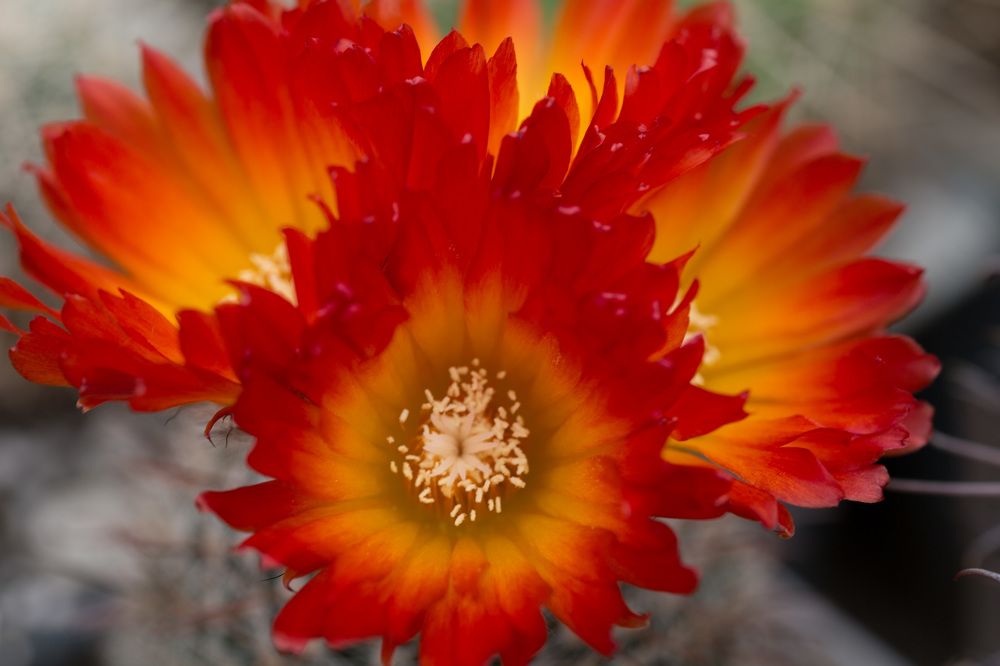 Photograph by Наталья Снеговая