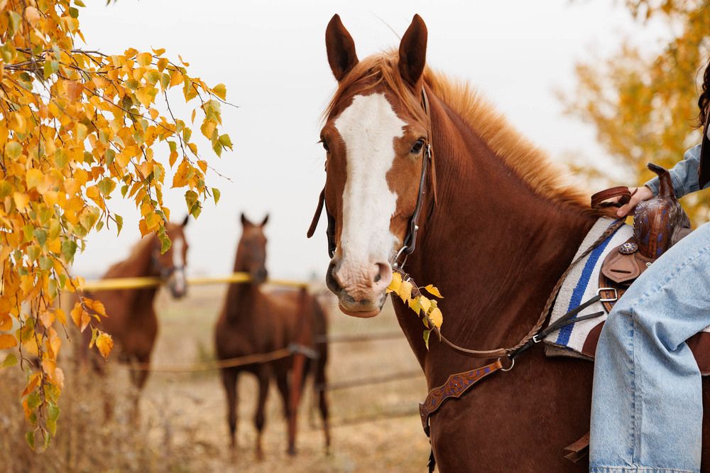 Фотография автора Елена Гордиевская