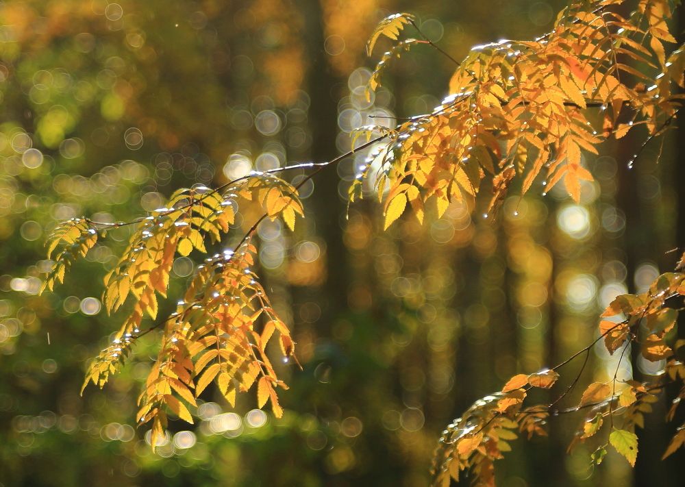 После дождя