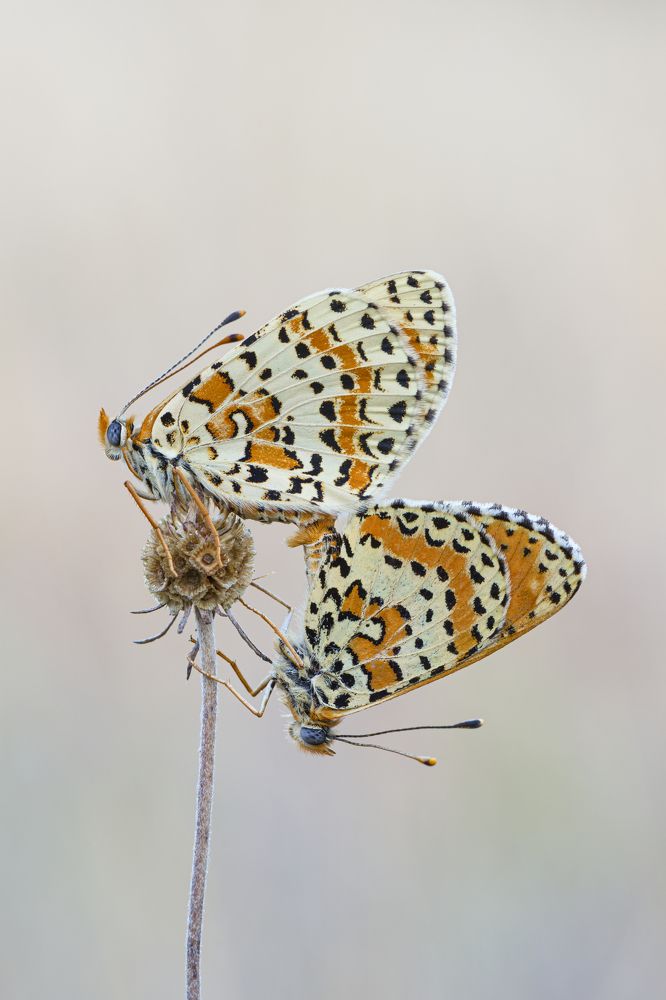 Photograph by Camilla Zocchi