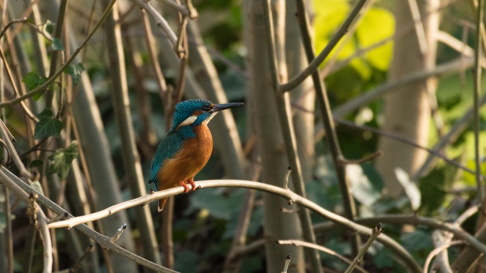 Зимородок на дереве