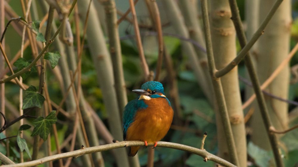 Зимородок на дереве