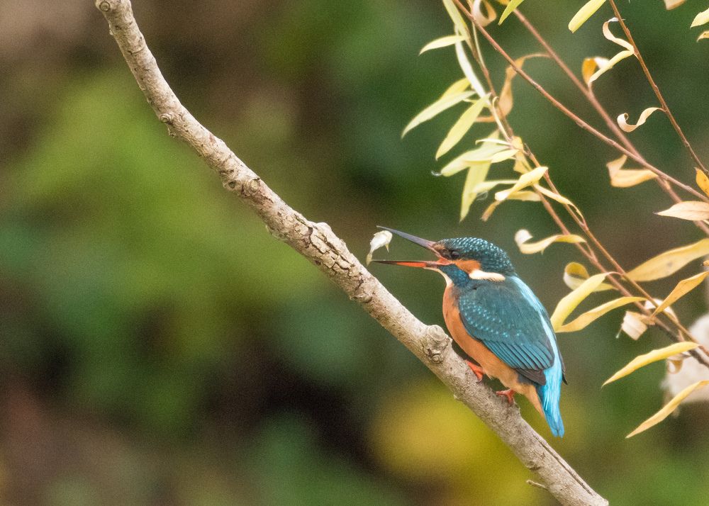 Зимородок ловит рыбу
