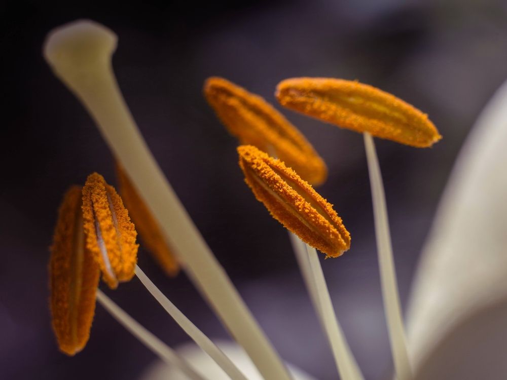 Photograph by Людмила Прибылова