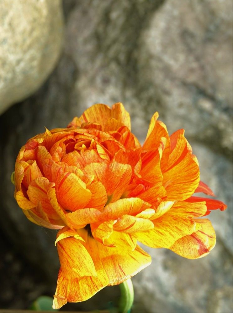 Photograph by jelena konickaja