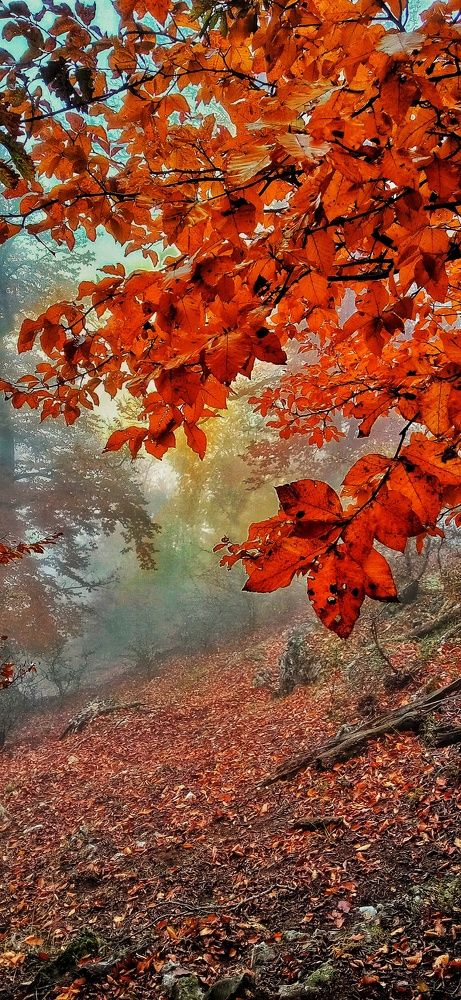 Фотография автора Mahdi Mohammadi