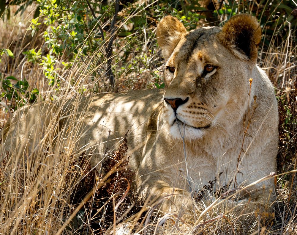 Queen of African bush