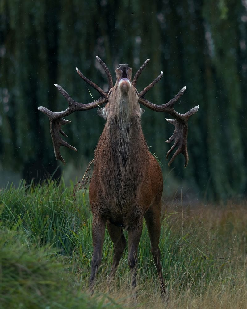 Guardian of the Rut