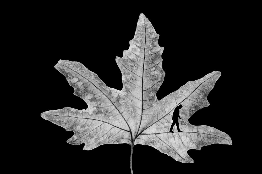 Фотография автора Safeen Saber