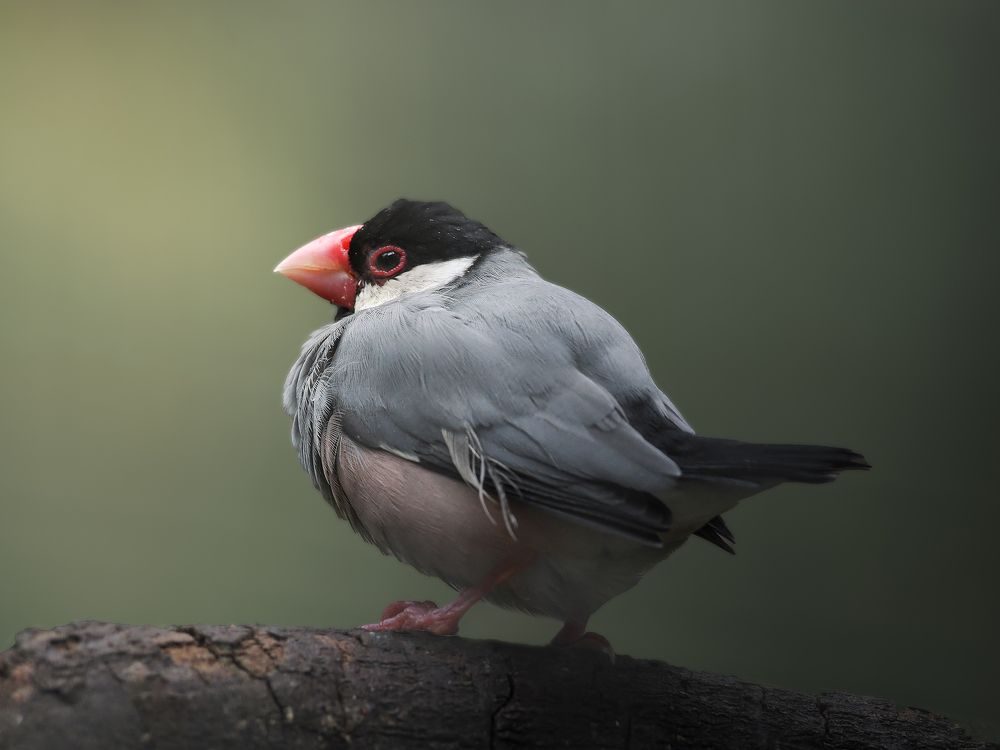Photograph by Lugyanti Sukrisman