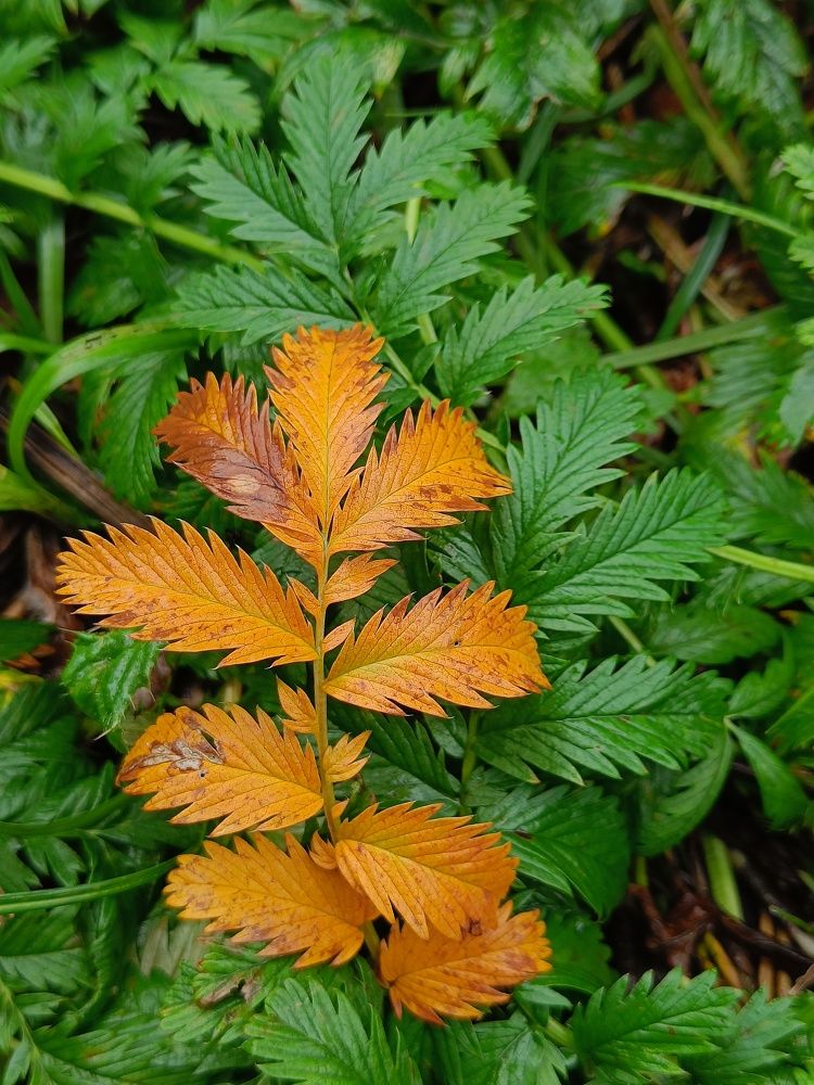 Photograph by Карина Слабкая