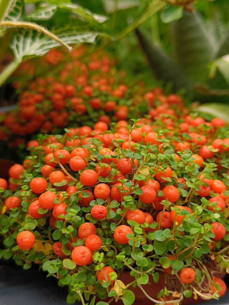 Photograph by Карина Слабкая