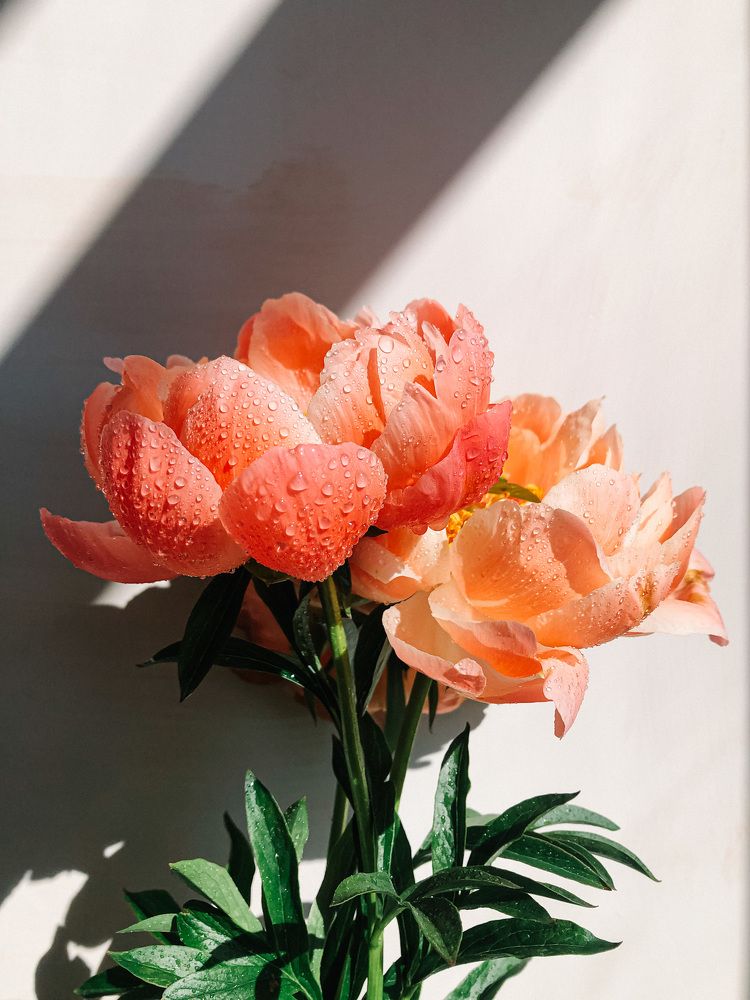 Photograph by Кристина Луканова