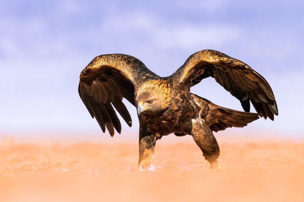 Landing on no man's land